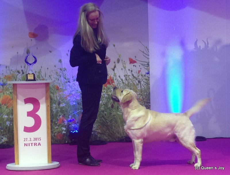 labrador, news 2012 Queens joy