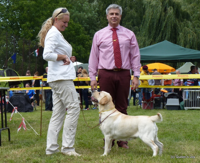 labrador novinky 2013 Queens joy