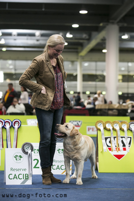 labrador, news 2012 Queens joy