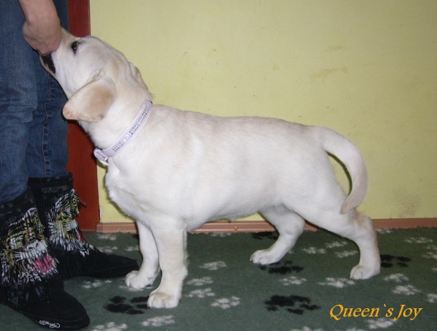 Angelina Queen`s Joy