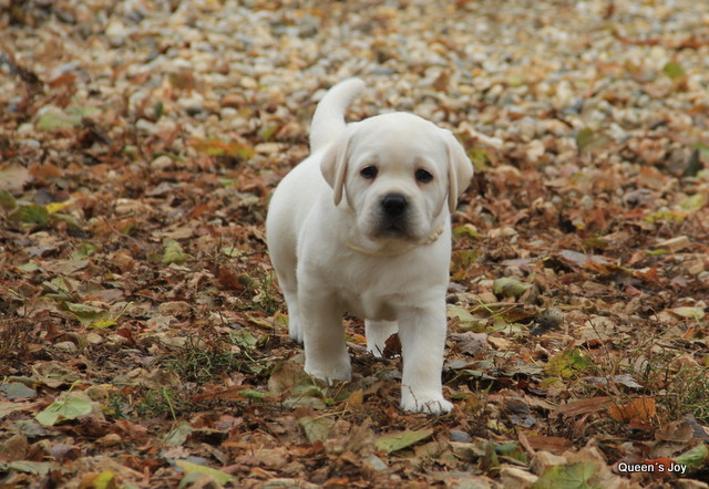 Roxa harrys 5 13 001