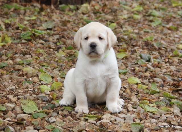 Roxa harrys 5 47 001