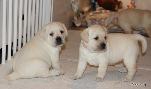 Roxy Harrys 4t 3 001