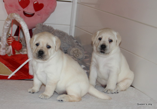 Roxy Harrys 4t 8 001