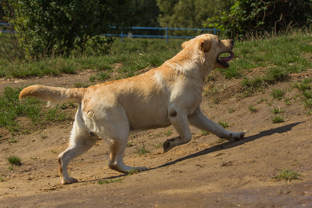 Darcy_3roky