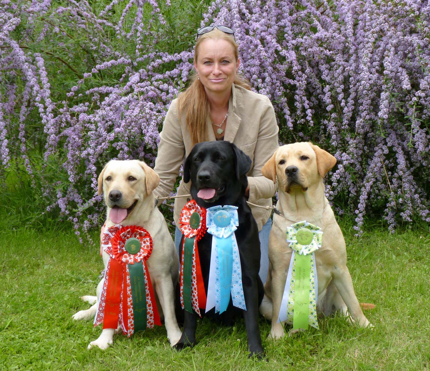 Labrador retriever Queens Joy