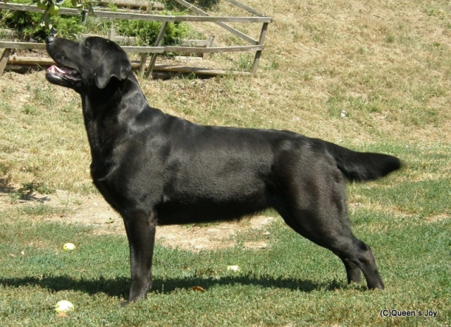ambra 25roka